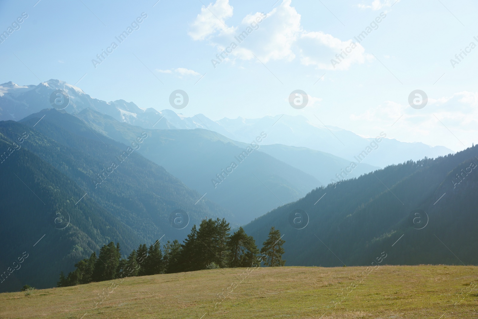 Photo of Picturesque view mountain landscape with meadow and forest on sunny day