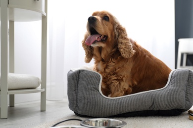 Photo of Cute English Cocker Spaniel in dog bed indoors. Pet friendly hotel