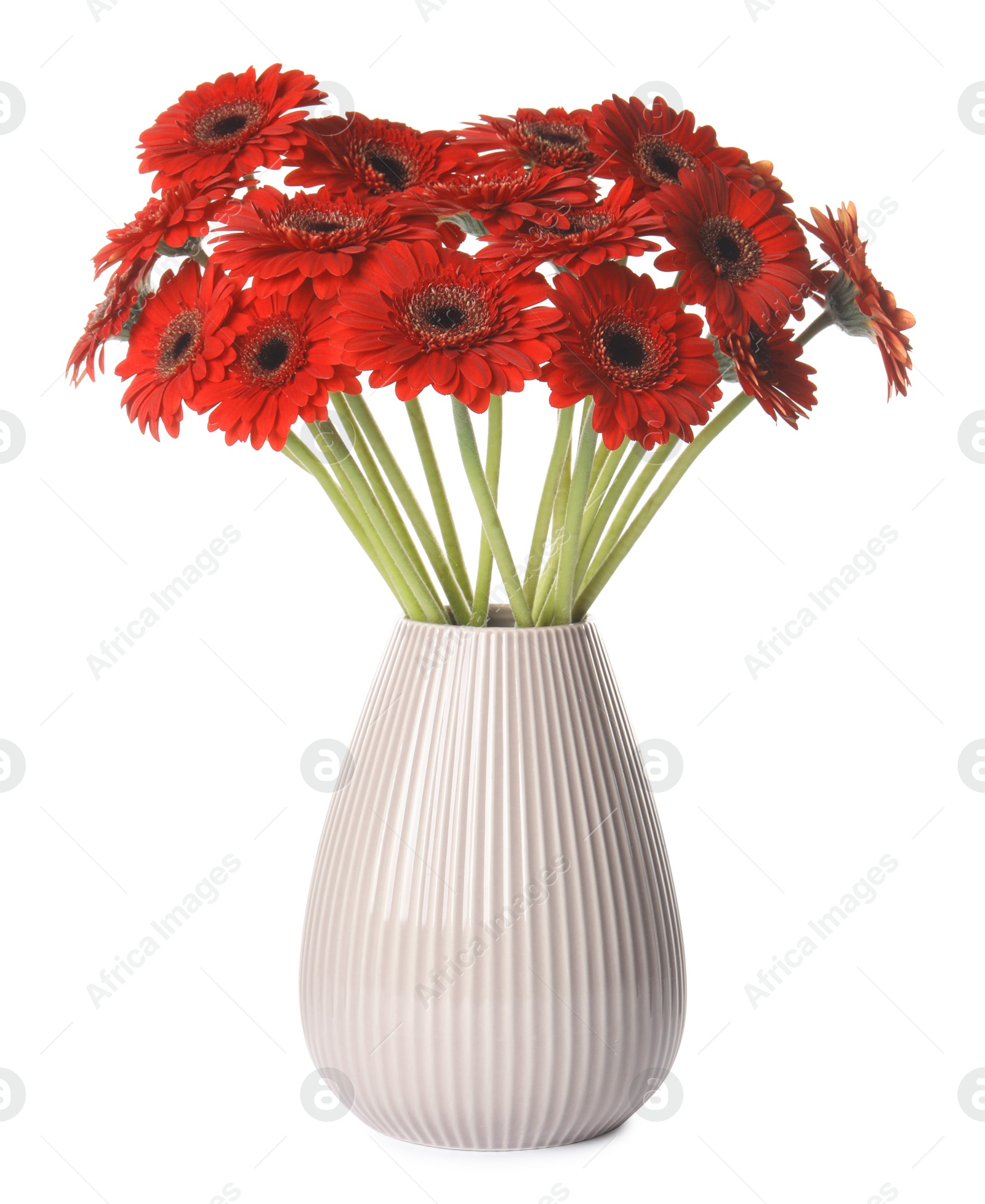 Photo of Bouquet of beautiful red gerbera flowers in ceramic jug on white background