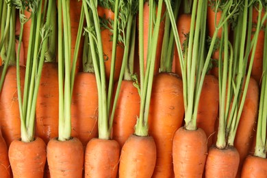 Photo of Fresh ripe carrots as background, top view