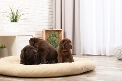 Photo of Chocolate Labrador Retriever puppies on pet pillow at home