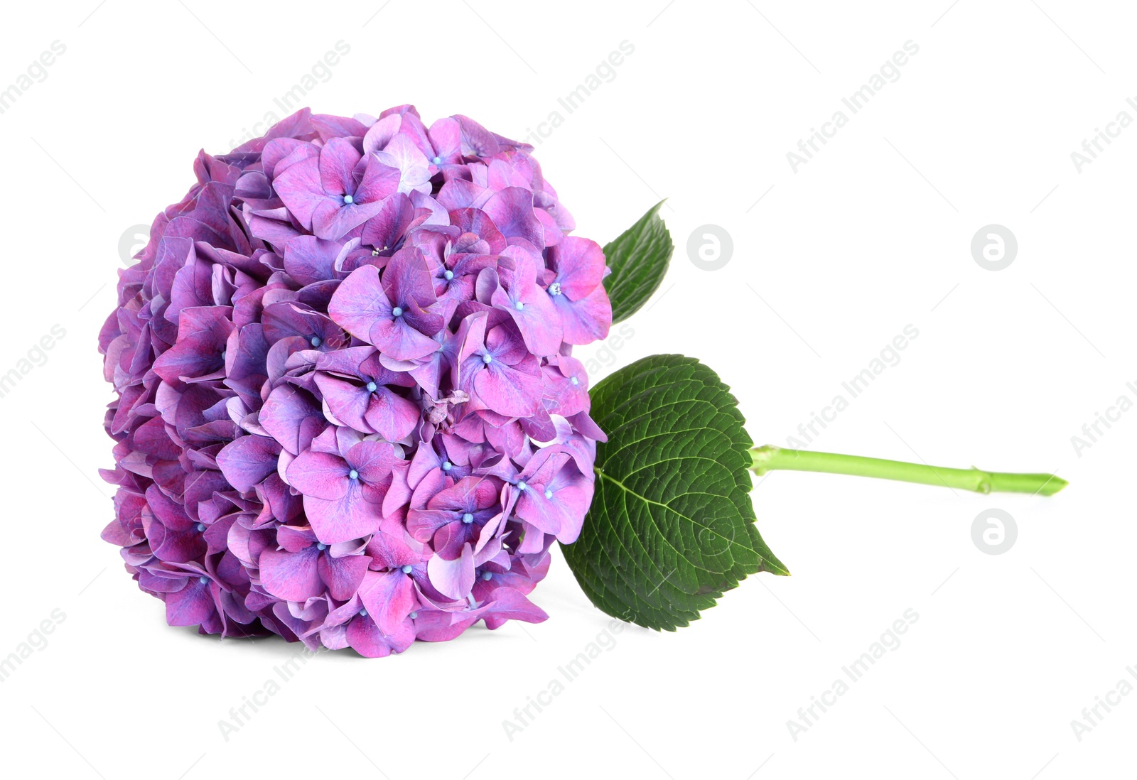 Photo of Branch of hortensia plant with delicate flowers on white background