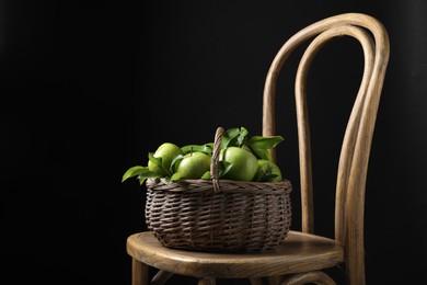 Fresh ripe green apples and leaves in wicker basket on wooden chair against black background