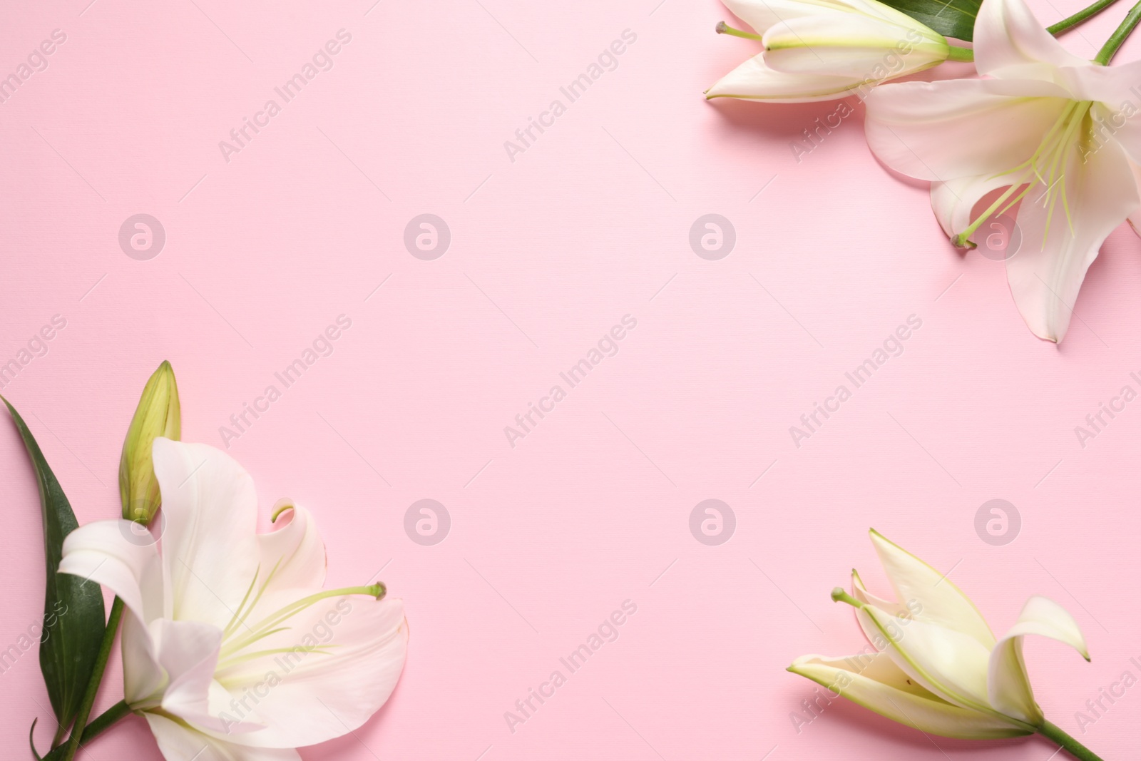 Photo of Beautiful white lily flowers on pink background, flat lay. Space for text