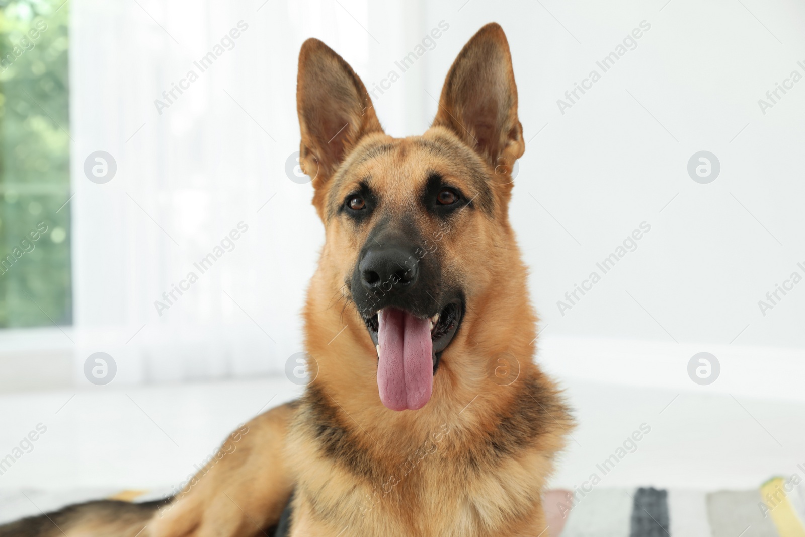 Photo of Cute German shepherd dog at home. Lovely pet