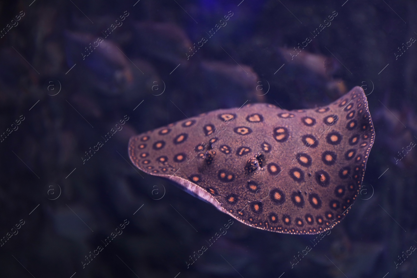 Photo of Tropical ray fish swimming in clear aquarium