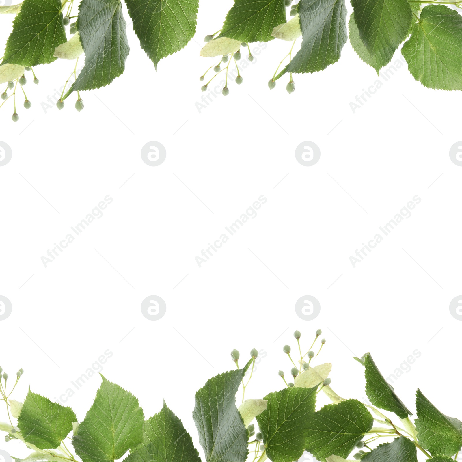 Image of Frame of linden branches with green leaves and bloom isolated on white