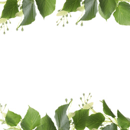 Image of Frame of linden branches with green leaves and bloom isolated on white