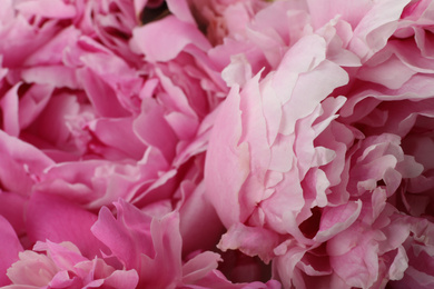 Photo of Closeup view of beautiful pink peony flowers