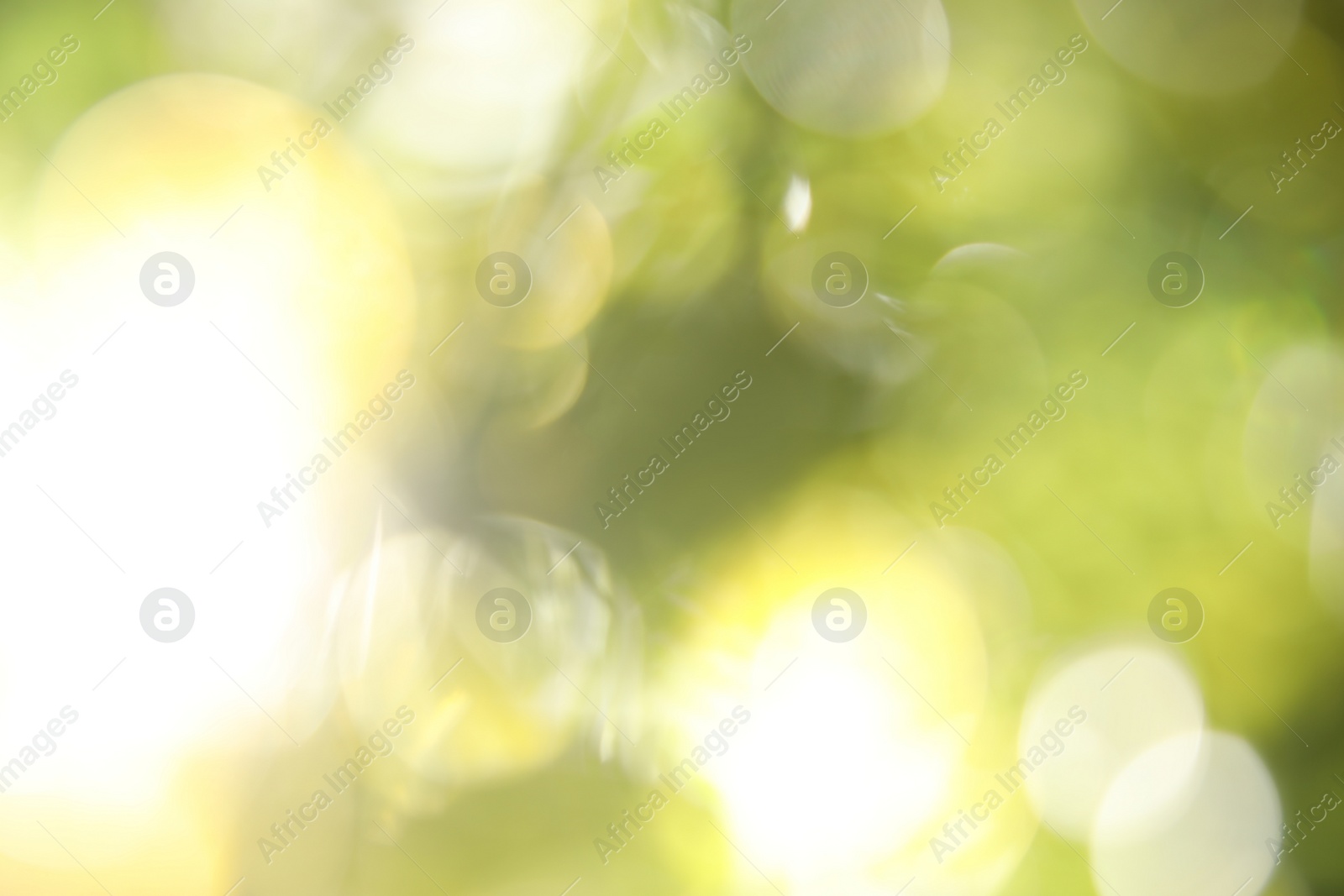 Photo of Abstract nature green background with sun rays, bokeh effect