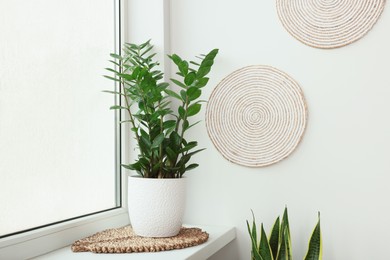Photo of Zamioculcas in pot on windowsill indoors. House plant