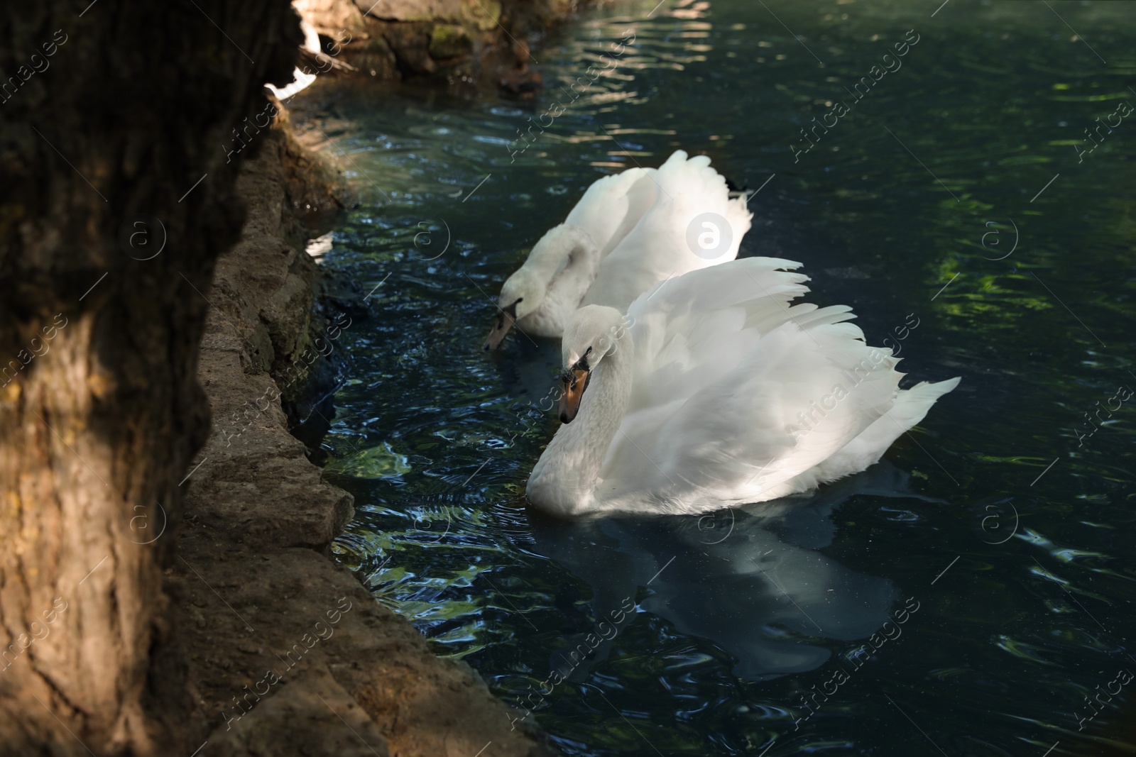 Photo of Beautiful swans swimming in pond on sunny day. Nature reserve
