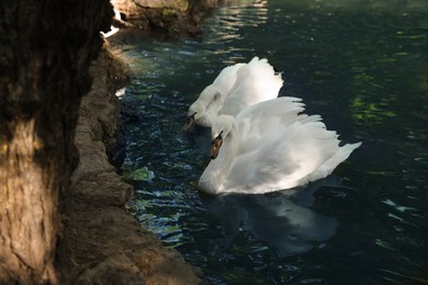 Photo of Beautiful swans swimming in pond on sunny day. Nature reserve