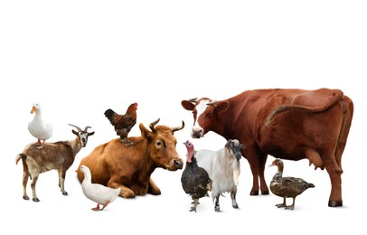 Image of Group of different farm animals on white background 