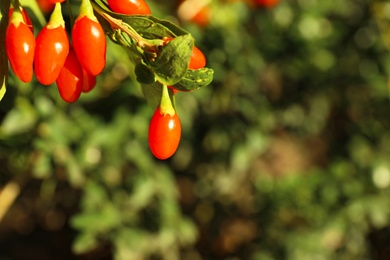 Photo of Branch with ripe fresh goji berries in garden