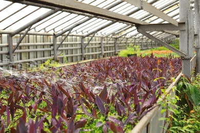Photo of Watering fresh seedlings in greenhouse. Home gardening