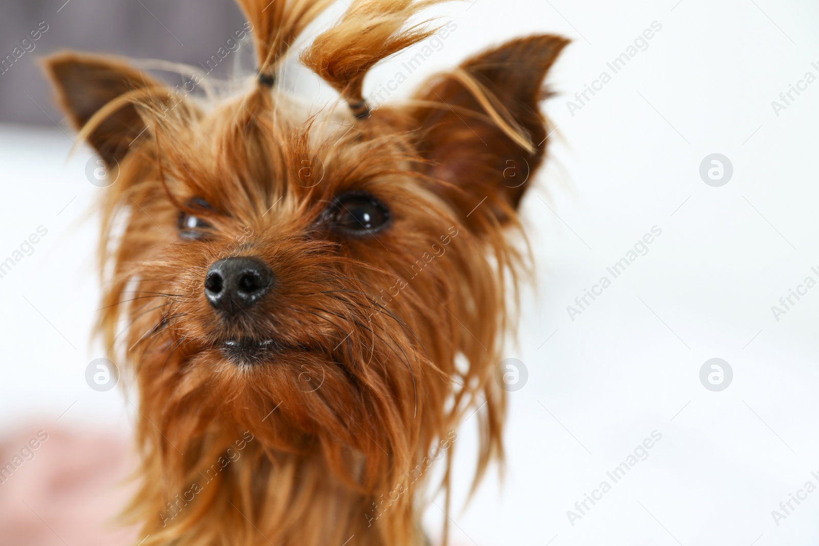Photo of Adorable Yorkshire terrier on bed indoors. Happy dog
