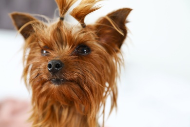 Adorable Yorkshire terrier on bed indoors. Happy dog