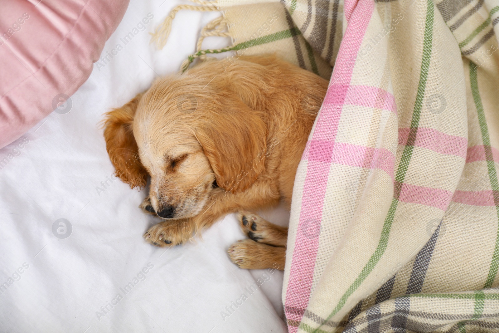 Photo of Cute English Cocker Spaniel puppy sleeping on bed, top view