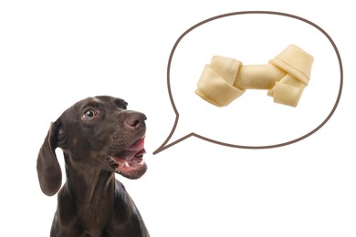 Cute German Shorthaired Pointer dog asking for tasty treat on white background. Speech bubble with knotted bone