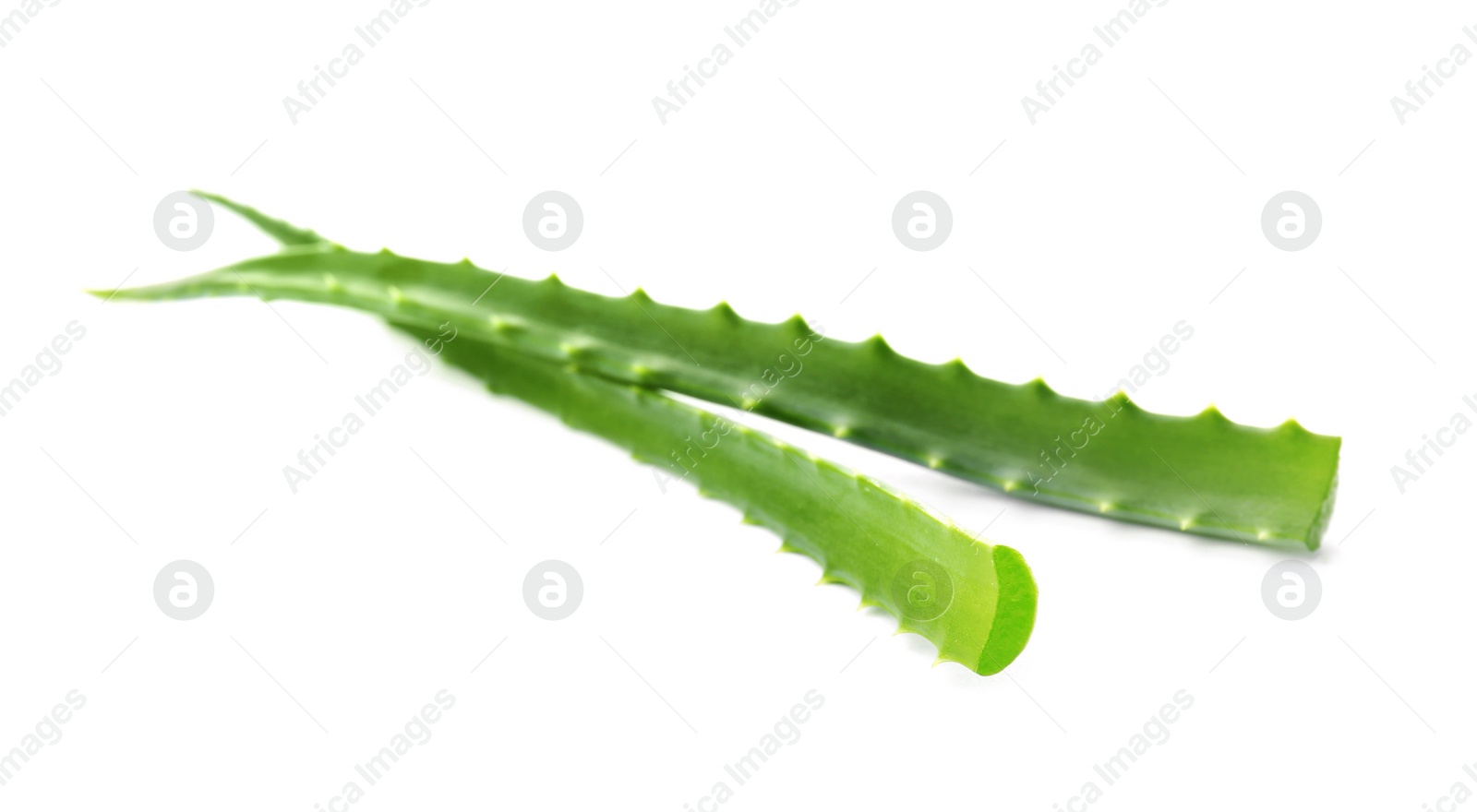 Photo of Aloe vera leaves on white background