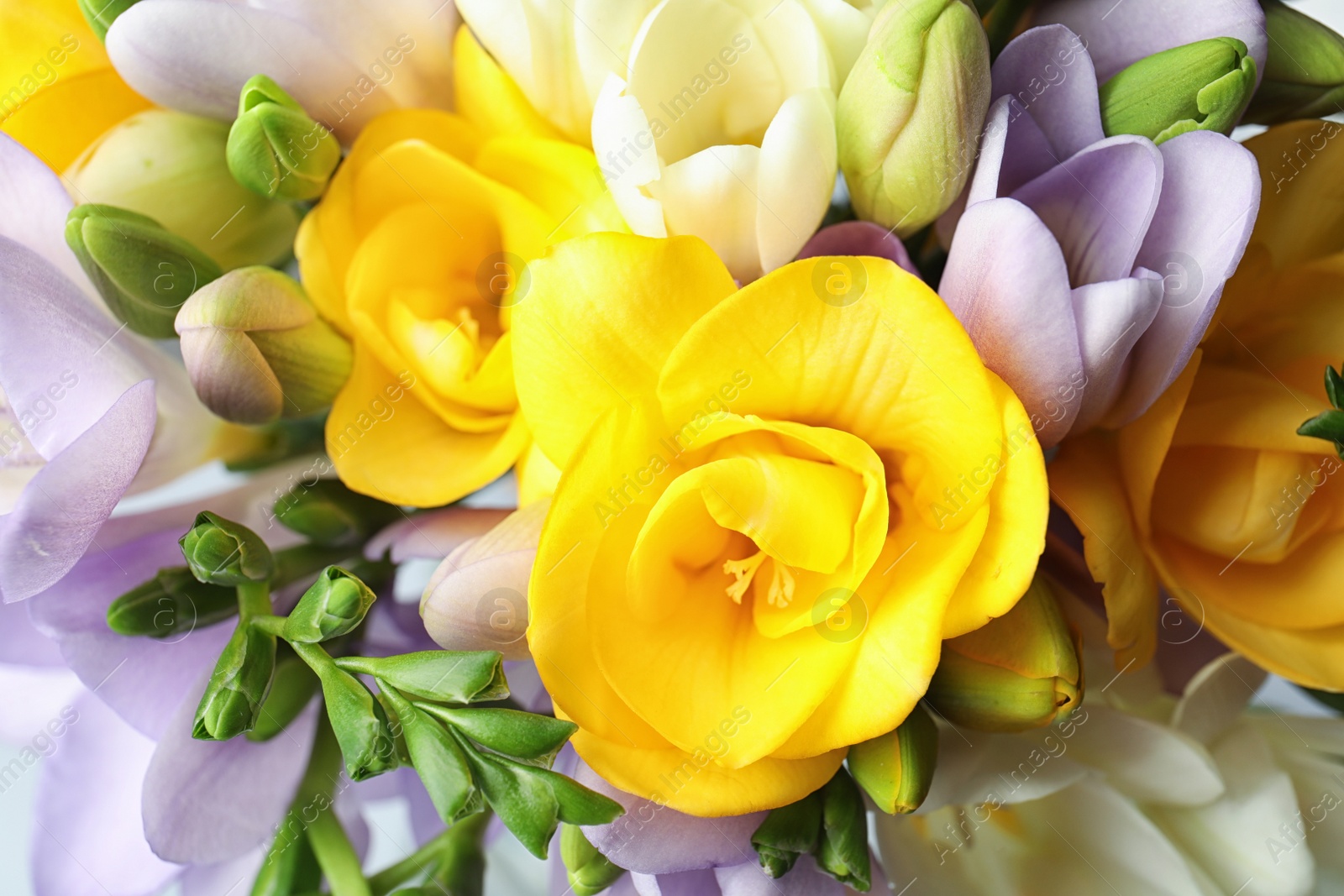 Photo of Beautiful bouquet of fresh freesia flowers as background, closeup