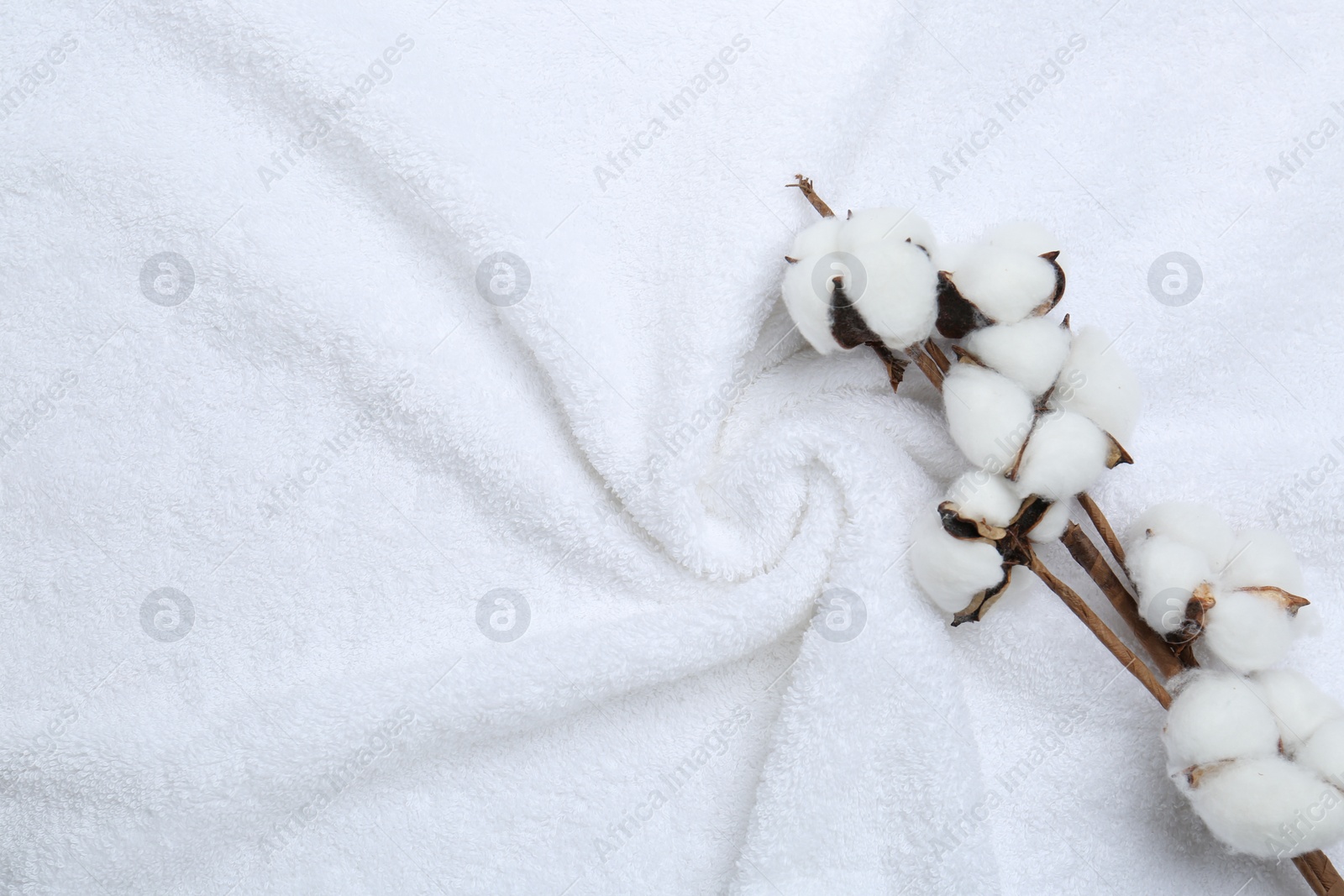 Photo of Cotton flowers on white terry towel, top view