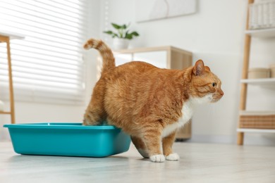 Cute ginger cat in litter box at home