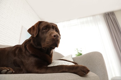 Chocolate labrador retriever on cozy sofa indoors