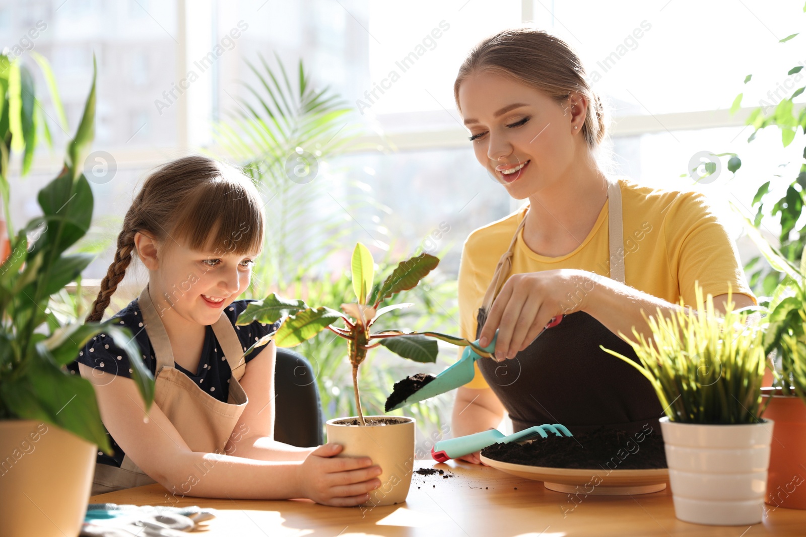 Photo of Mother and daughter taking care of home plants at table indoors