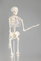 Photo of Artificial human skeleton model on grey background