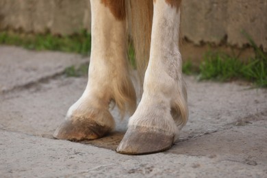 Photo of Adorable horse on concrete outdoors, closeup. Lovely domesticated pet