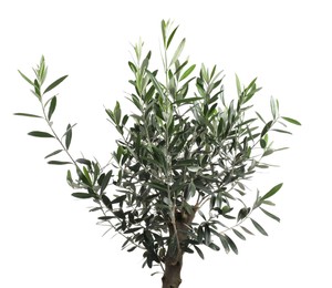 Photo of Beautiful young olive tree isolated on white