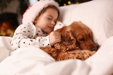 Photo of Cute little girl in Santa hat sleeping in bed near her English Cocker Spaniel. Christmas celebration
