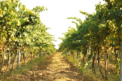 Photo of View of vineyard rows with fresh ripe juicy grapes on sunny day