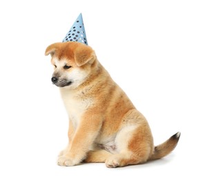 Image of Cute puppy with party hat on white background