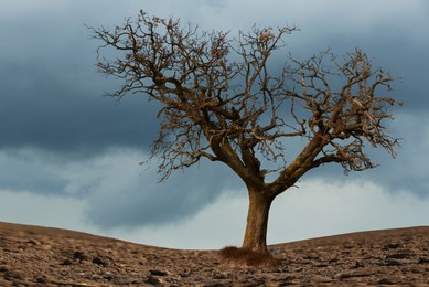 Image of Dry tree among desert parched soil under cloudy sky. Landscape symbolizing climate change