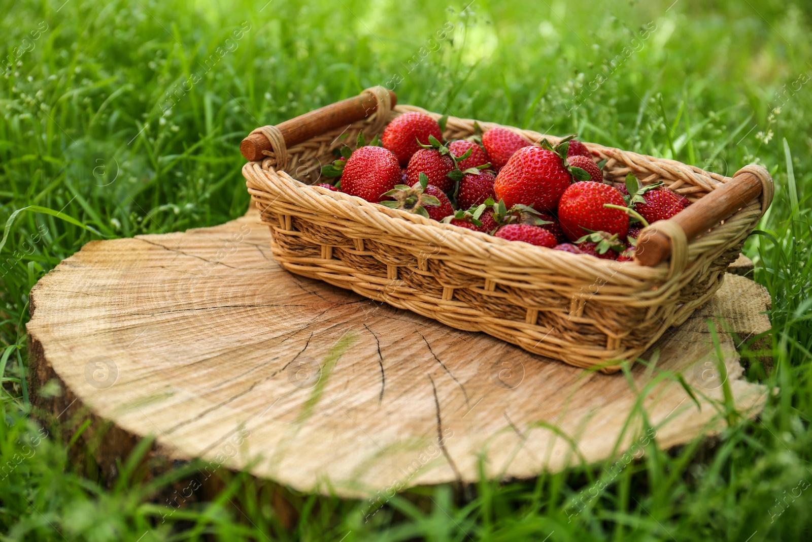 Photo of Basket with ripe strawberries on tree stump outdoors. Space for text