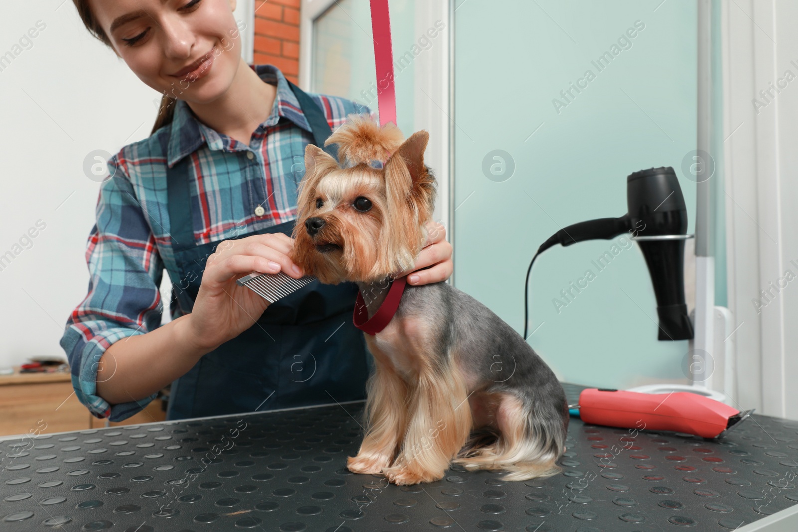 Photo of Professional groomer working with cute dog in pet beauty salon