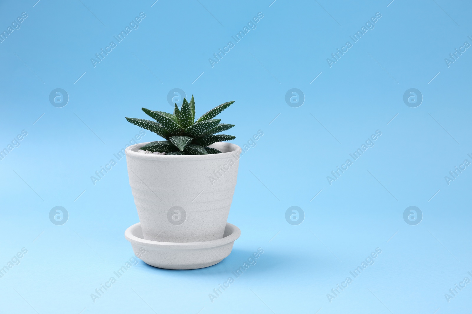 Photo of Beautiful succulent plant in pot on light blue background, space for text