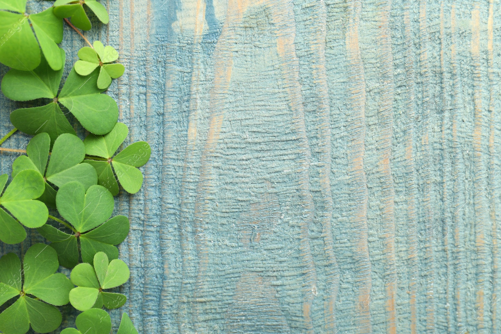 Photo of Clover leaves on blue wooden table, flat lay with space for text. St. Patrick's Day symbol