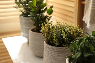 Photo of Different potted herbs on wooden table indoors, closeup