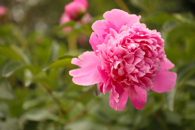 Photo of Beautiful blooming pink peony outdoors, closeup. Space for text