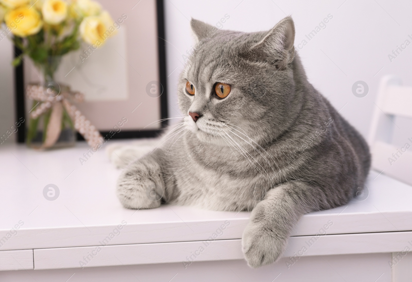 Photo of Cute Scottish straight cat lying on white table at home