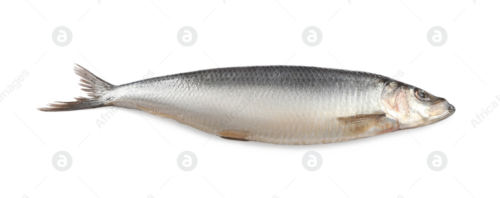 Photo of Whole delicious salted herring isolated on white