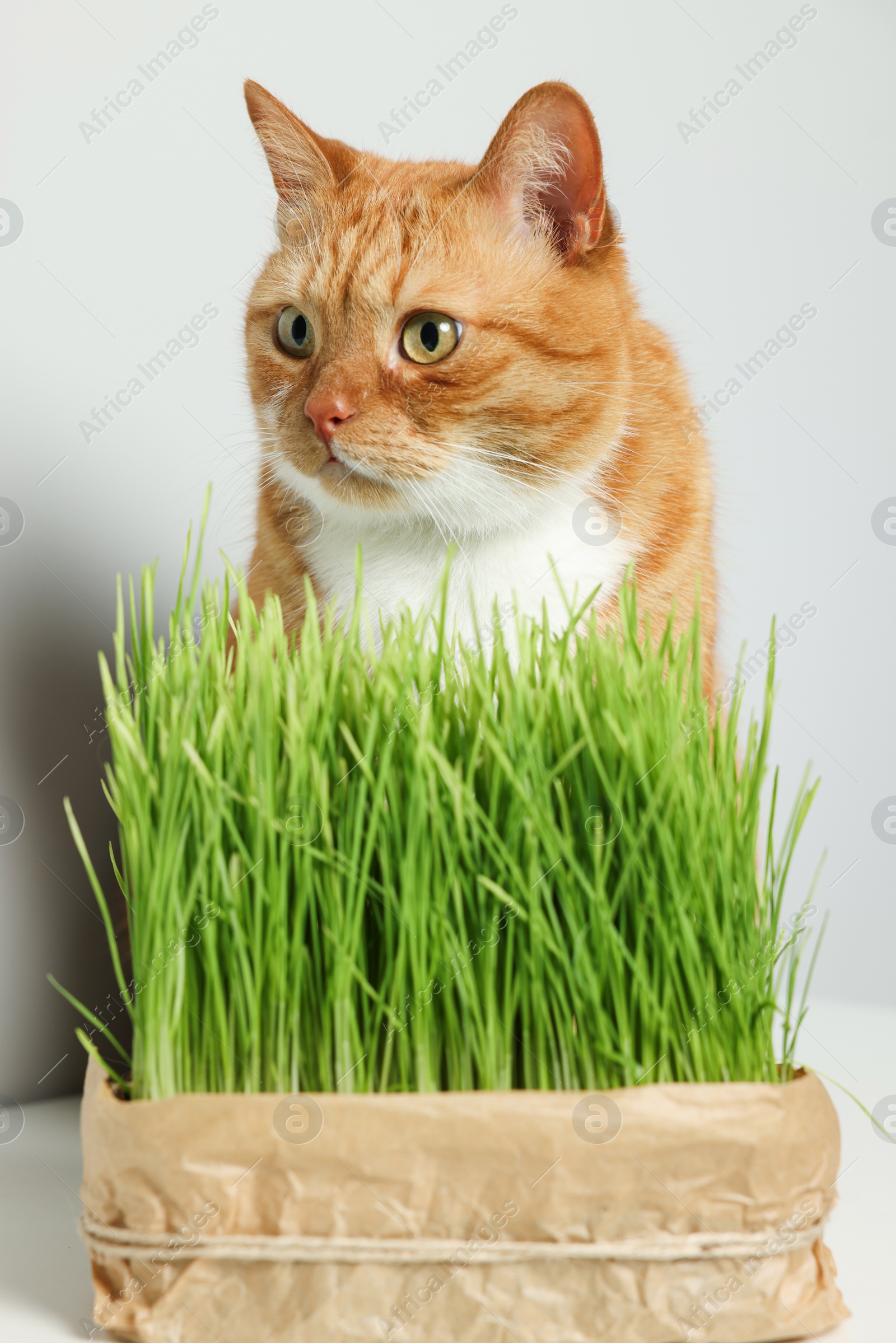 Photo of Cute ginger cat and green grass near light grey wall