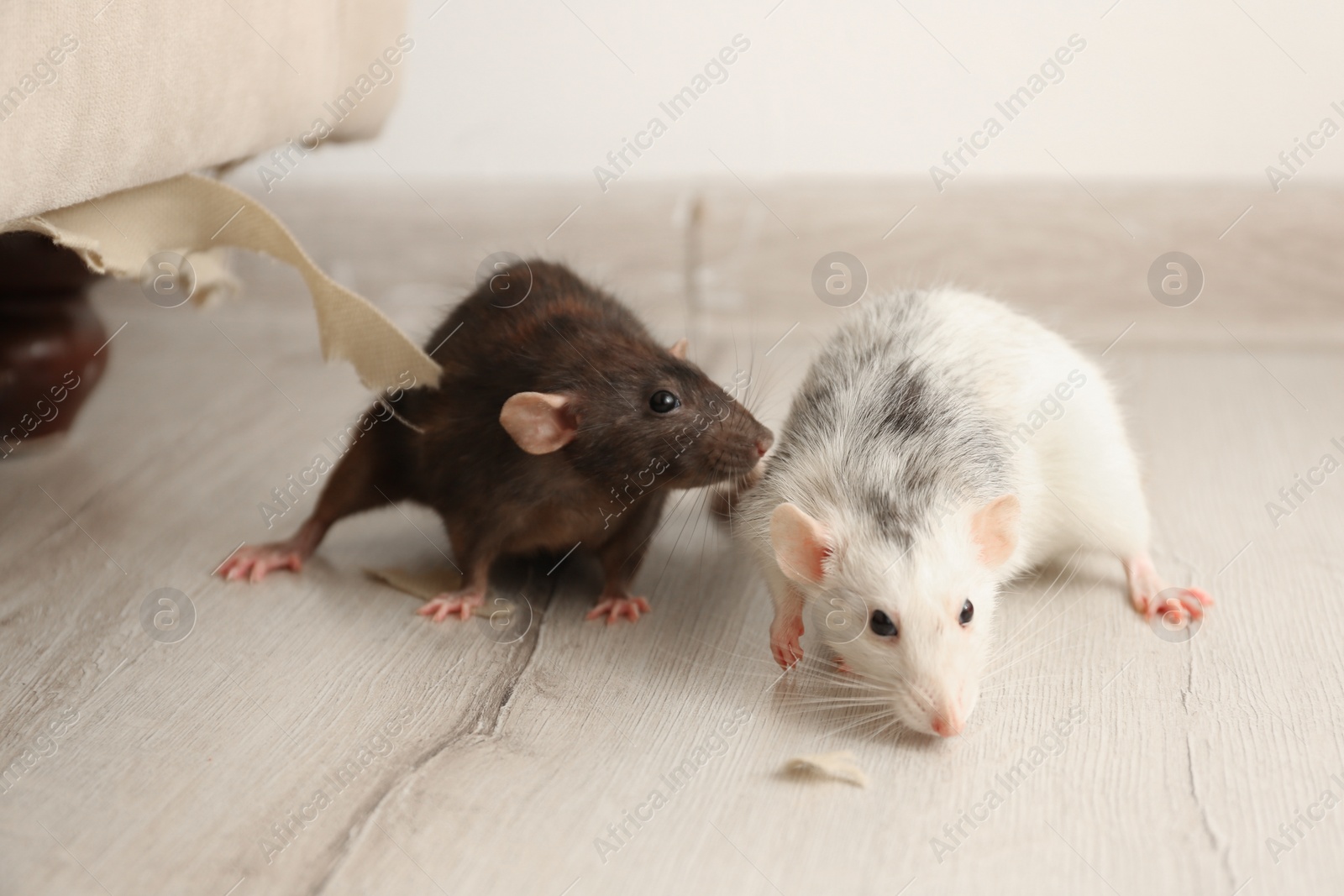 Photo of Rats near damaged furniture indoors. Pest control