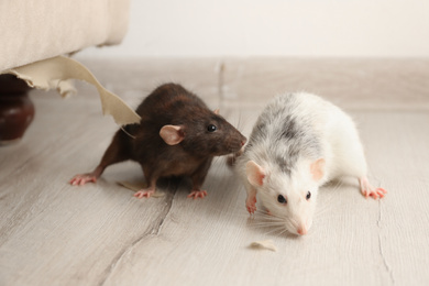 Photo of Rats near damaged furniture indoors. Pest control