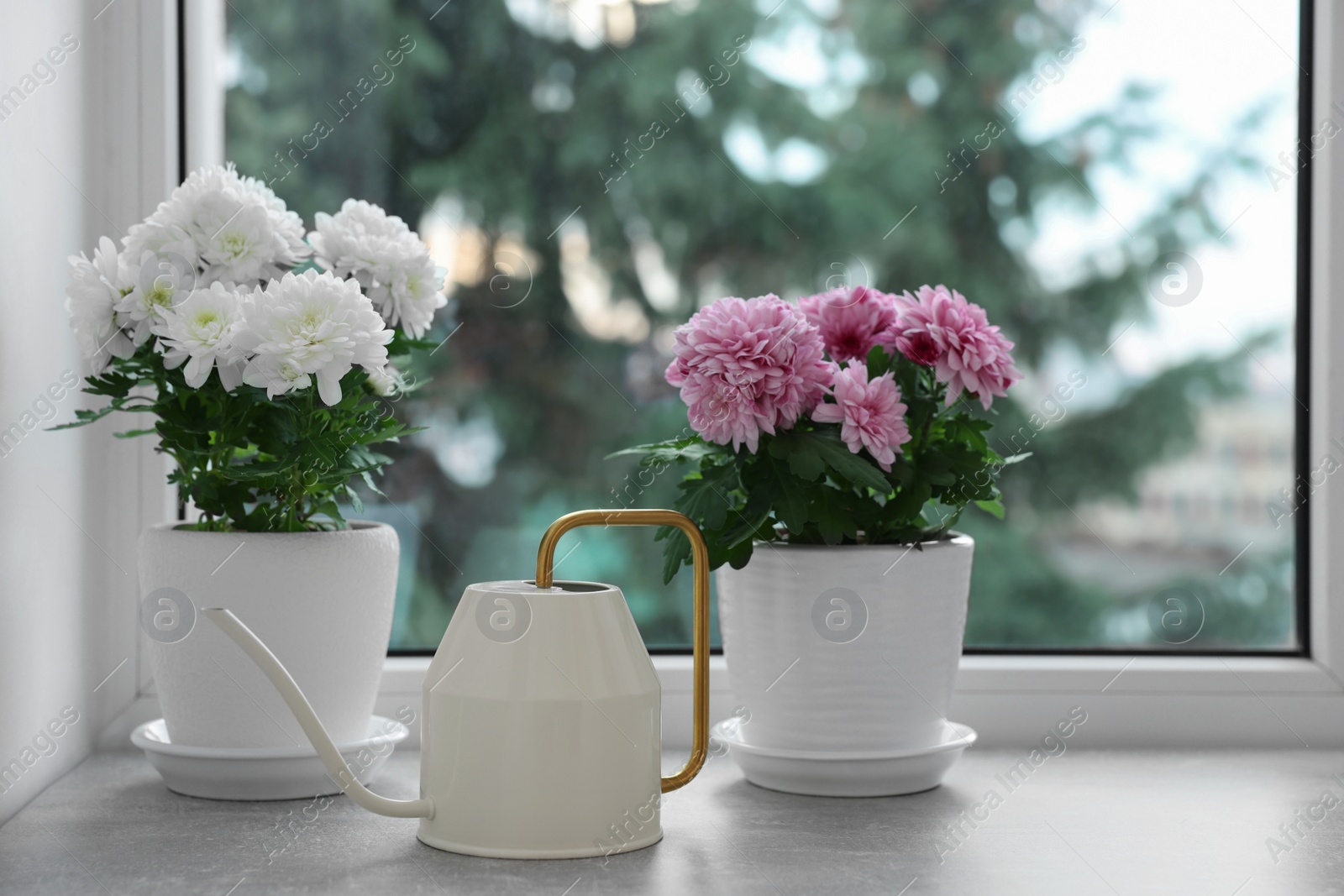 Photo of Beautiful chrysanthemum flowers in pots and watering can on windowsill indoors