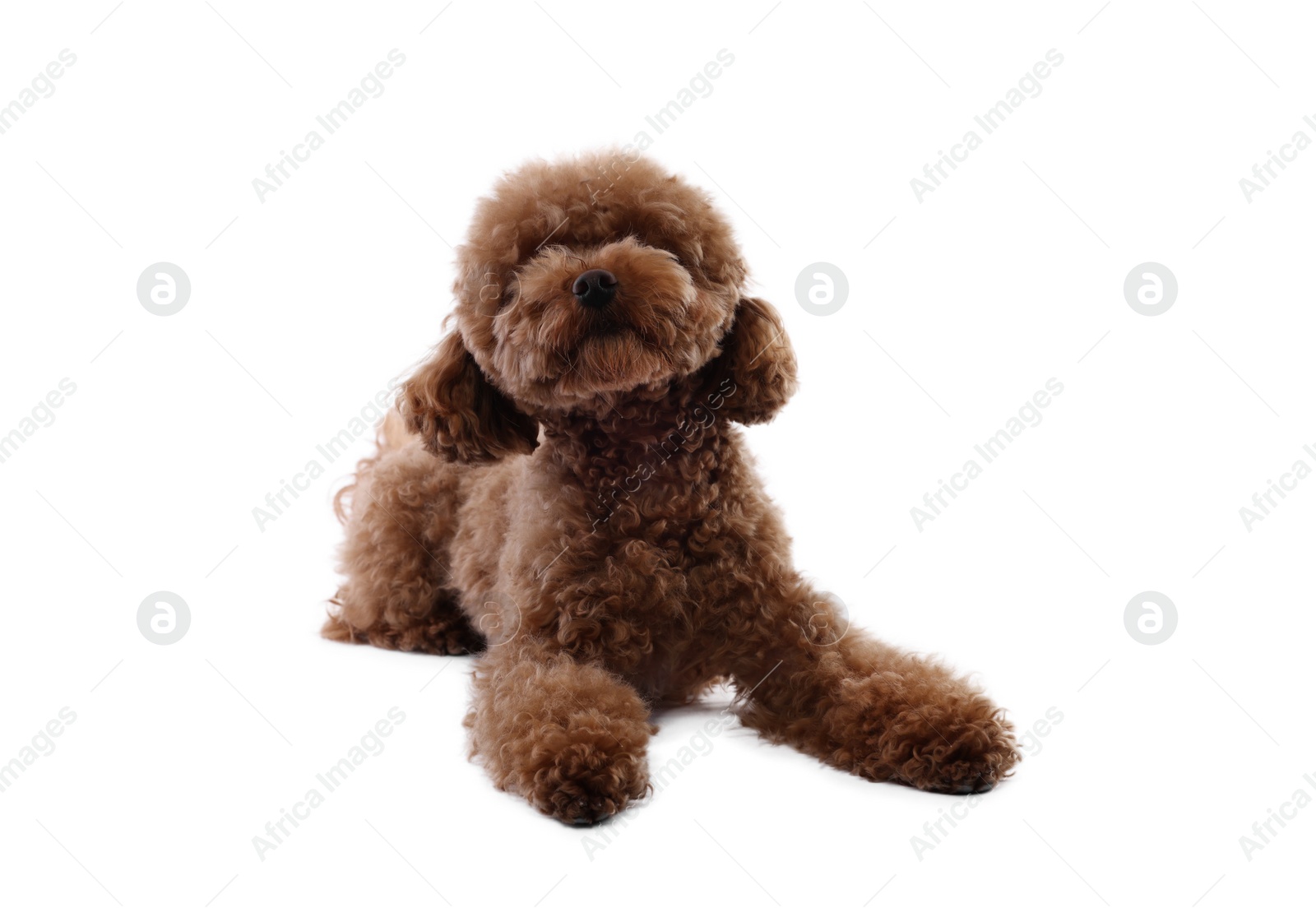 Photo of Cute Maltipoo dog on white background. Lovely pet